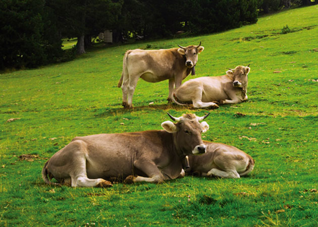 Vacas en los pastos del Valle de Aiala